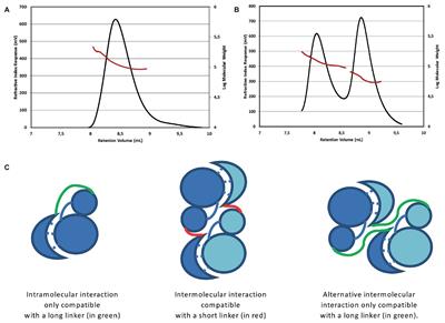 Structural Analysis of the Hanks-Type Protein Kinase YabT From Bacillus subtilis Provides New Insights in its DNA-Dependent Activation